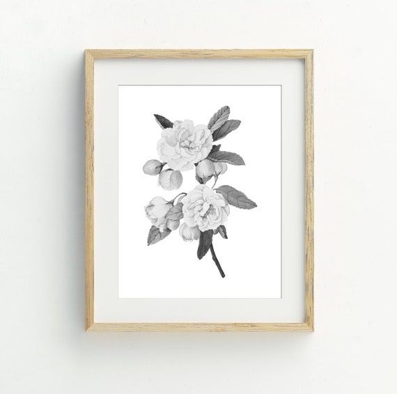 Black and White Rose Art Print, Modern Flower