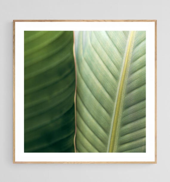 Green Leaf Botanical Art Print, Tropical Nature Photo