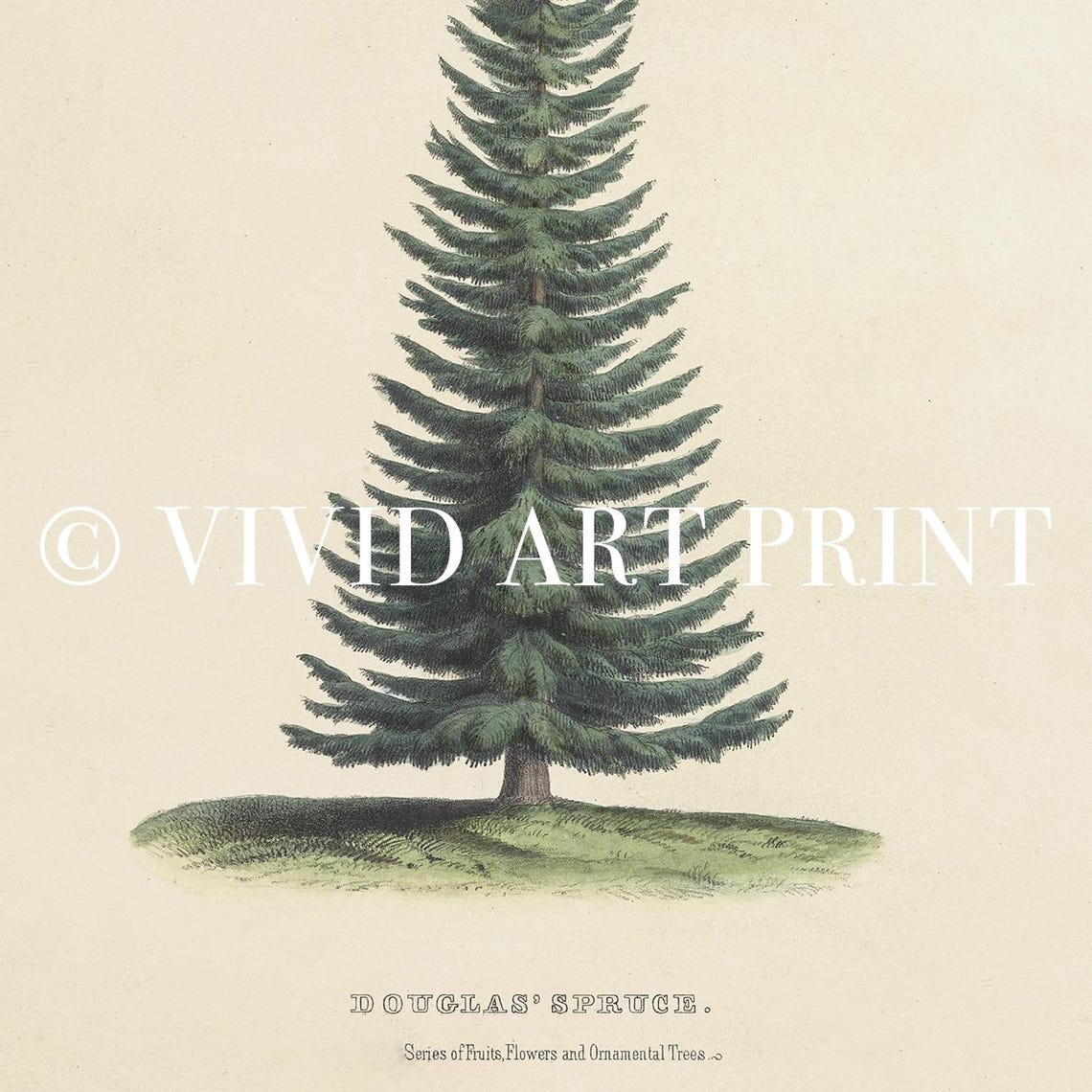 Vintage Douglas Spruce Wall Art Rustic Evergreen Tree Illustration Home Decor Vivid Art Print Gl 136 - Image 4