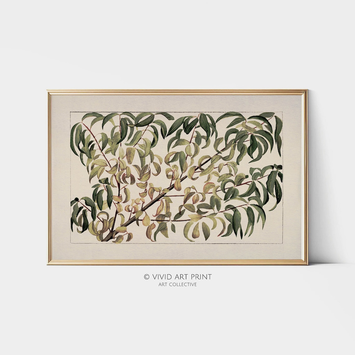 Vintage Botanical Drawing, Branch Of Peach