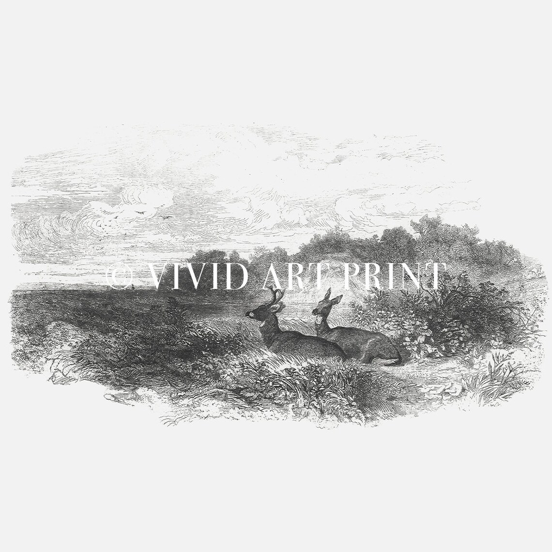 Vintage Deer Sketch, Antique Home Decor - Image 4