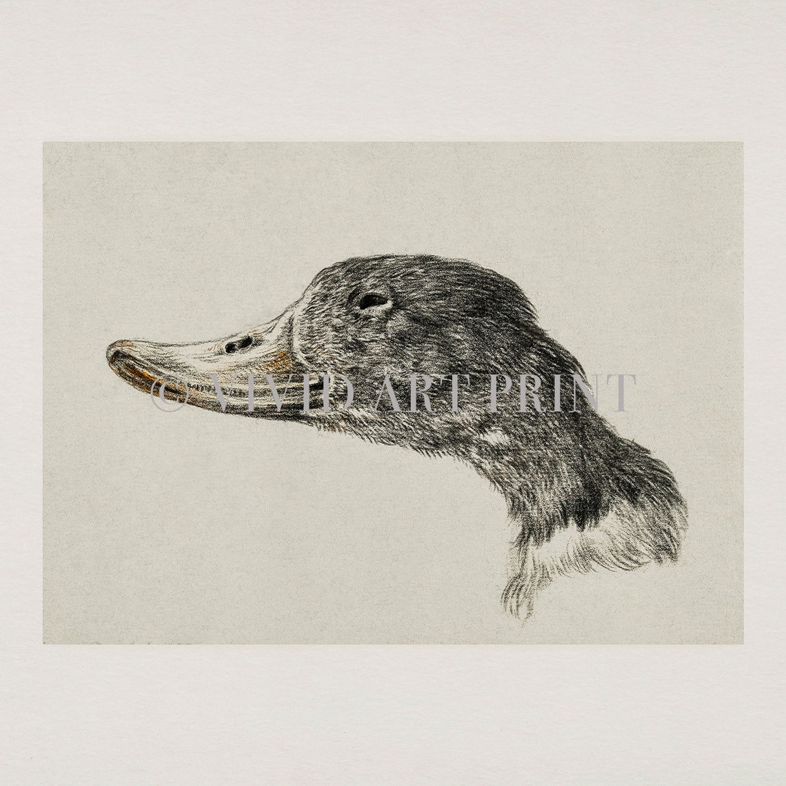 Vintage Duck Nursery Wall Art Mountain Duck Instant Home Decor Vivid Art Print Jb 712 - Image 4
