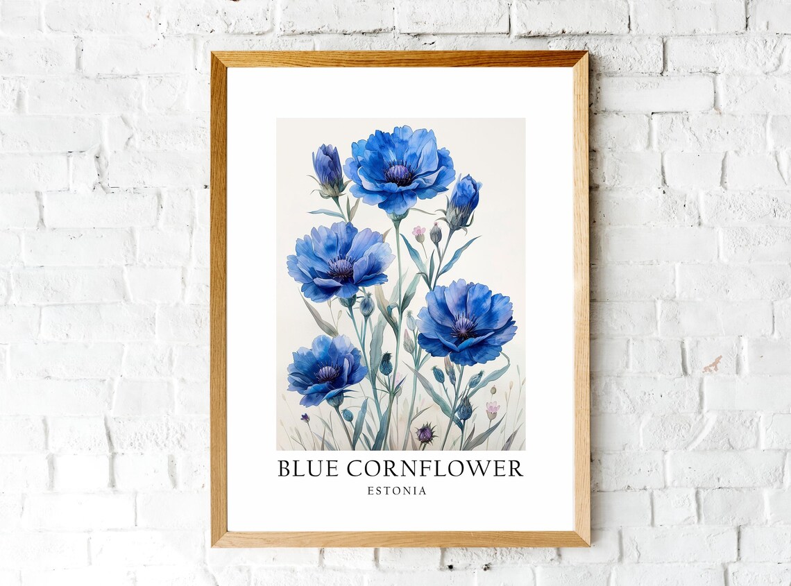 Blue Cornflower Estonia National Flower Poster Print