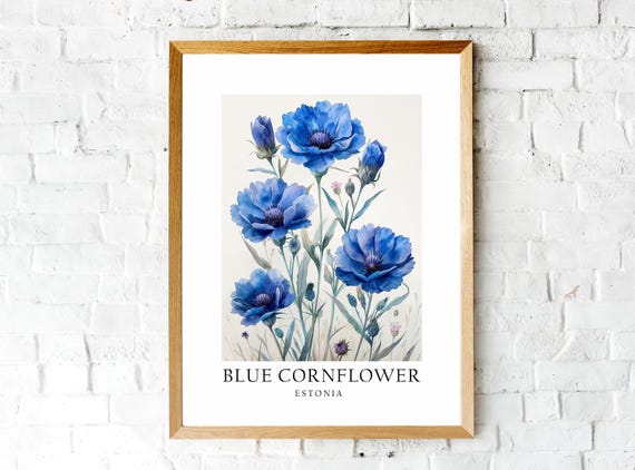Blue Cornflower Estonia National Flower Poster Print