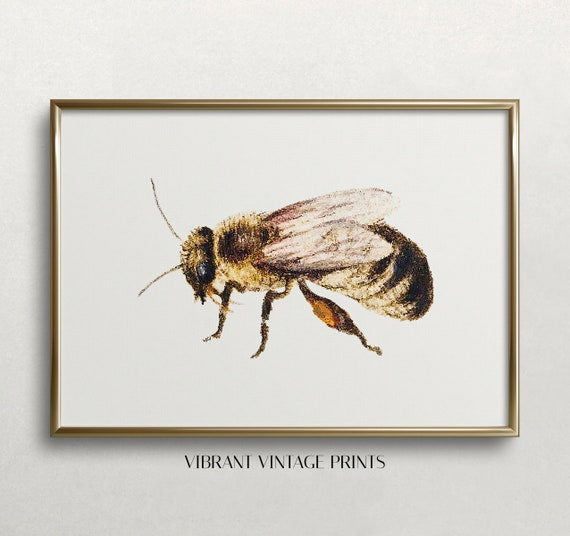 Bee Wall Art Vintage Wall Art Bee Print Honeybee Art Muted Neutral Decor Vintage Bee Art Wall Art 463