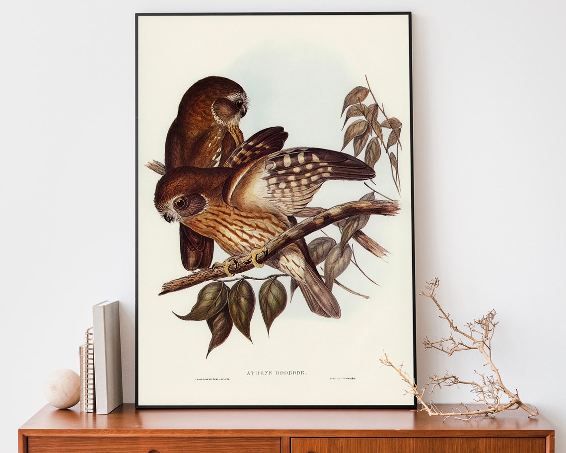 John Gould Southern Boobook Owls Perched On Branch Australia Poster