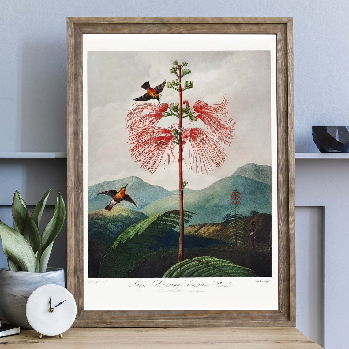 Thornton Large Flowering Sensitive Plant Hummingbird Art Poster - Image 2
