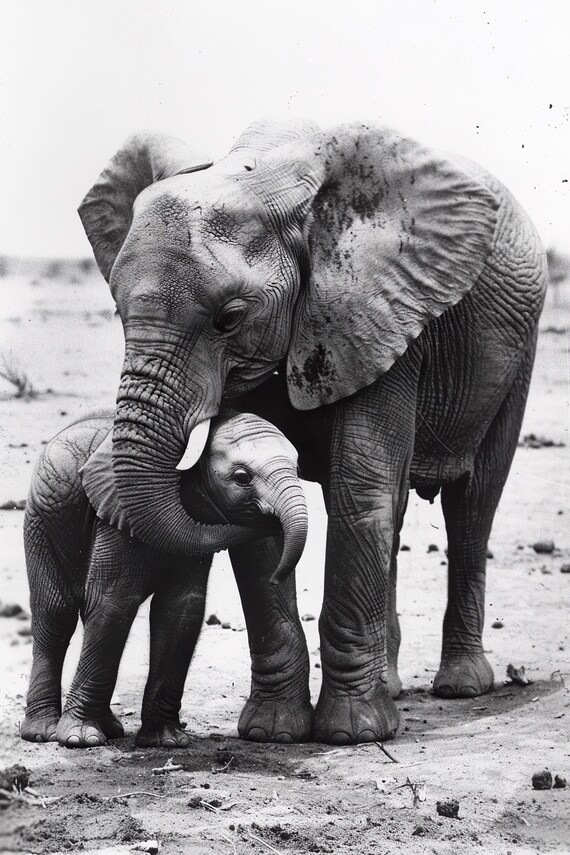 Mother Elephant Calf Embrace Black White Sweet Nursery Wall Art