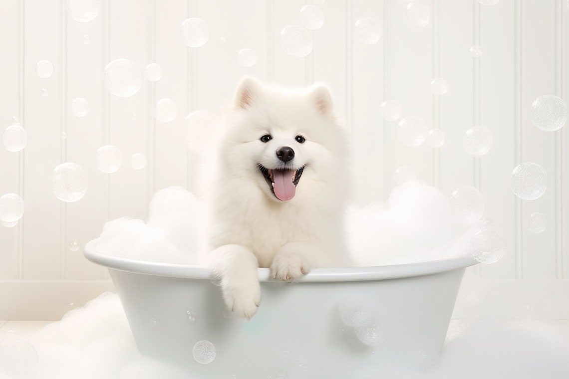 Samoyed Puppy in Bubble Bath Cute White Dog Photography Print