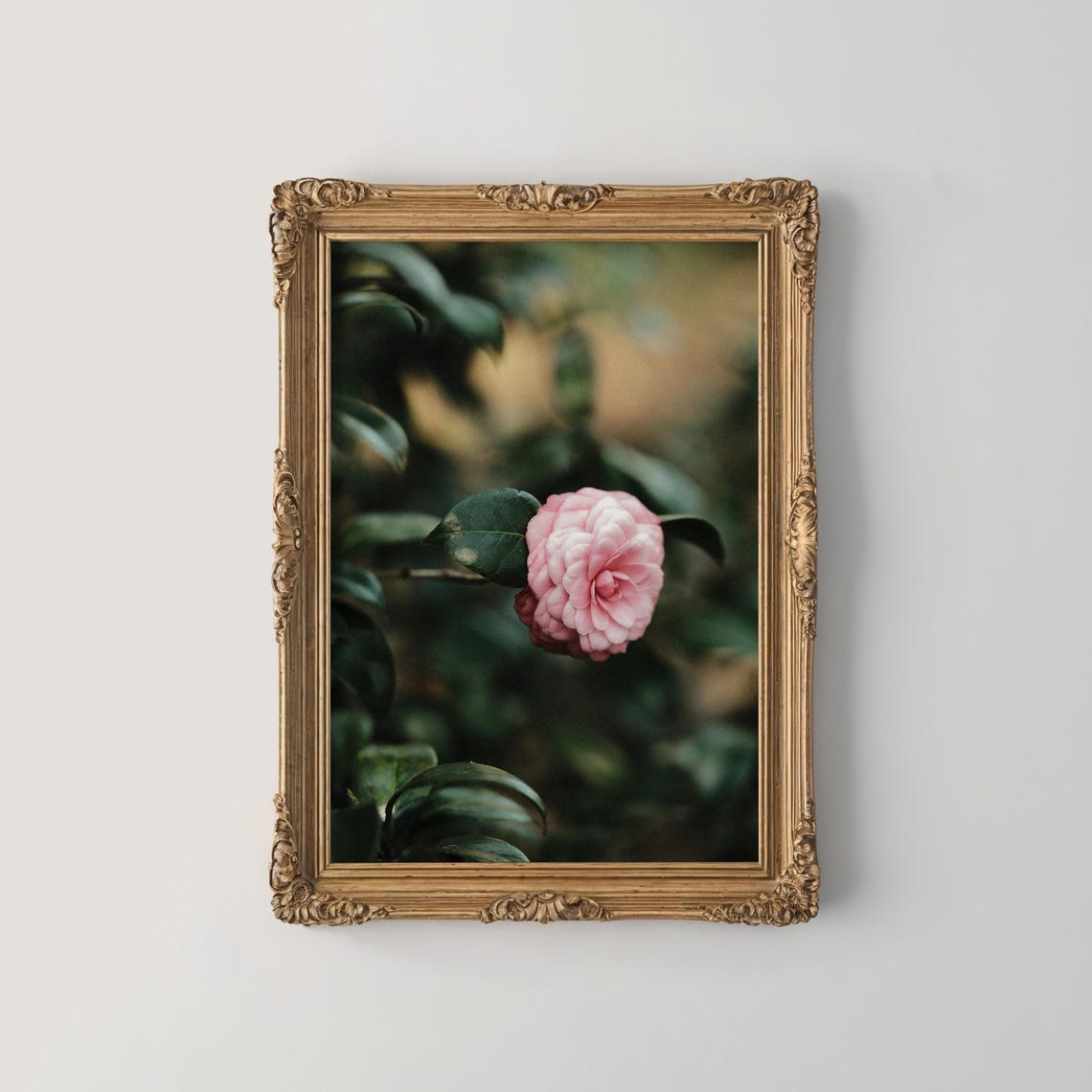 Pink Camellia Bloom On Dark Green Foliage Moody Photograph Print