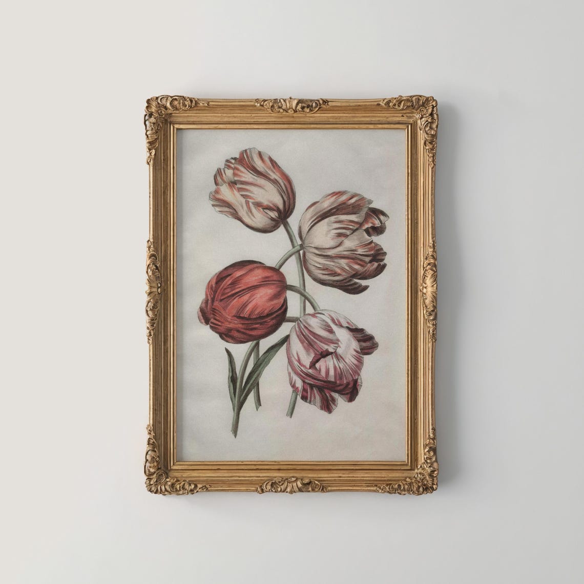 Four Red And Pink Flamed Striped Tulips Vintage Botanical Study Print