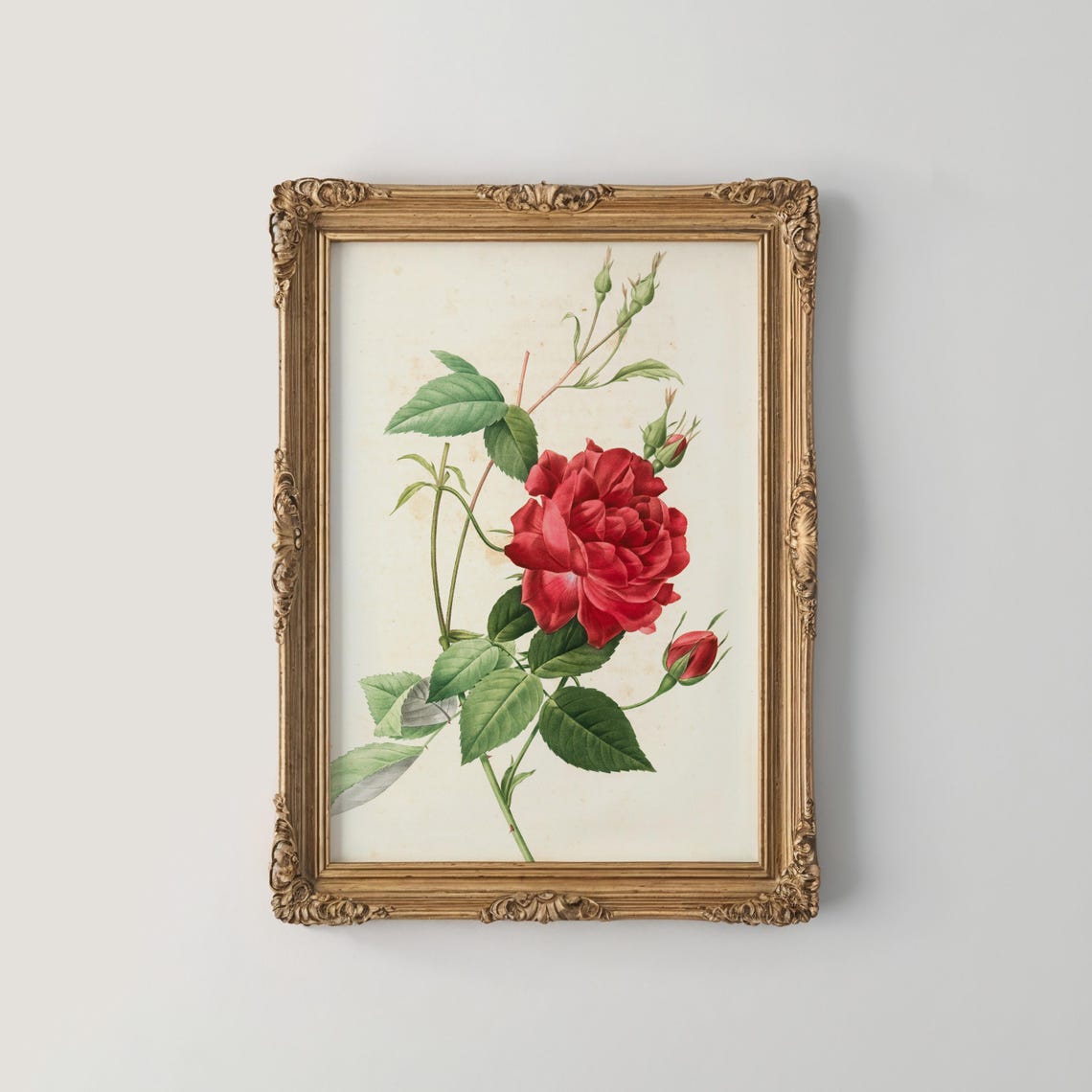 Crimson Red Rose Botanical Illustration with Buds Vintage Poster