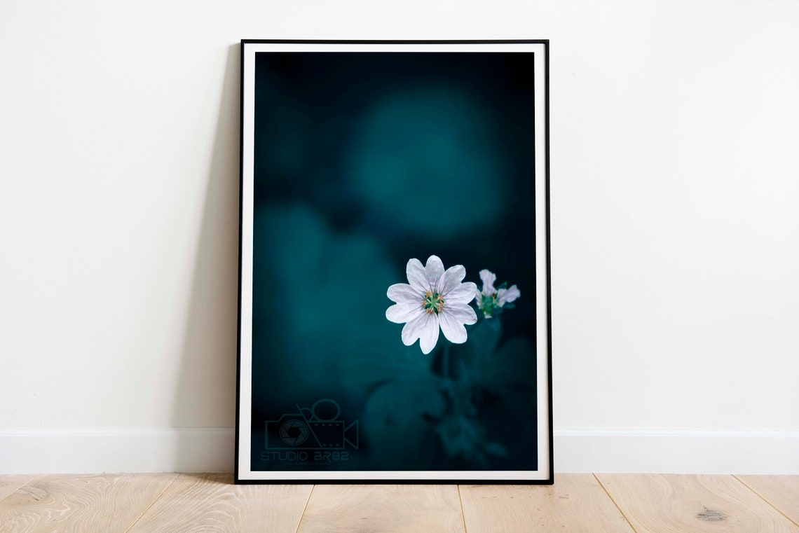 White Flower Macro Against Dark Teal Minimalist Botanical Poster