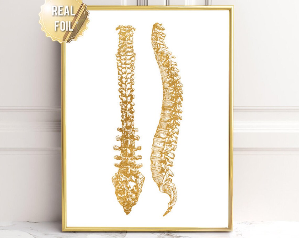 Chiropractor Gift Chiropractor Art Chiropractor Student Gift Chiropractor Wall Art Chiropractor Assistant Gift Spine Anatomy Art
