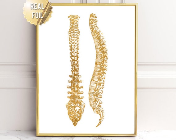 Chiropractor Gift Chiropractor Art Chiropractor Student Gift Chiropractor Wall Art Chiropractor Assistant Gift Spine Anatomy Art