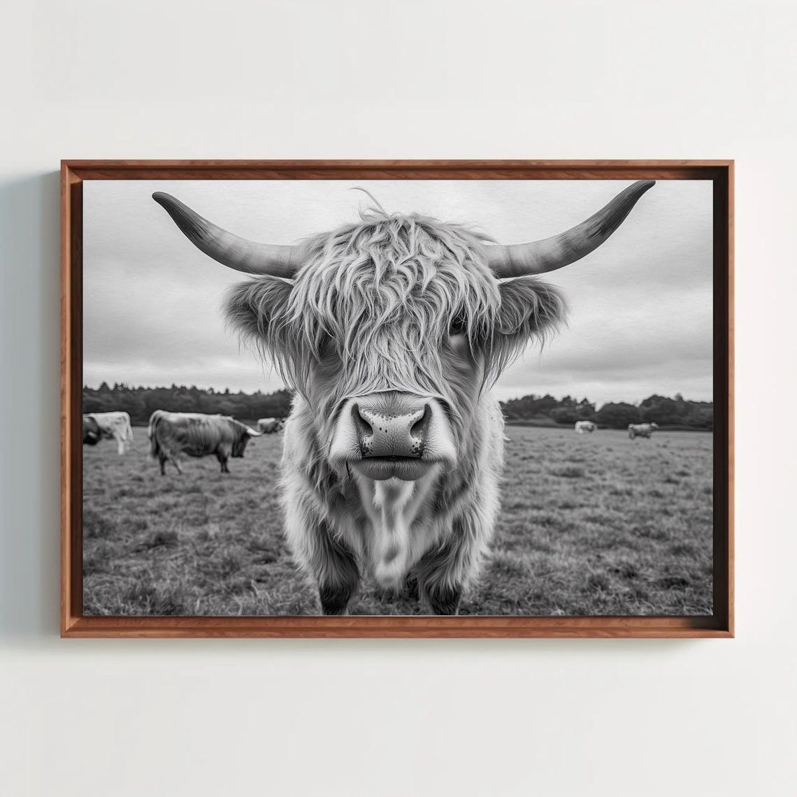 Black And White Highland Cow Close Up In A Pasture Art Poster