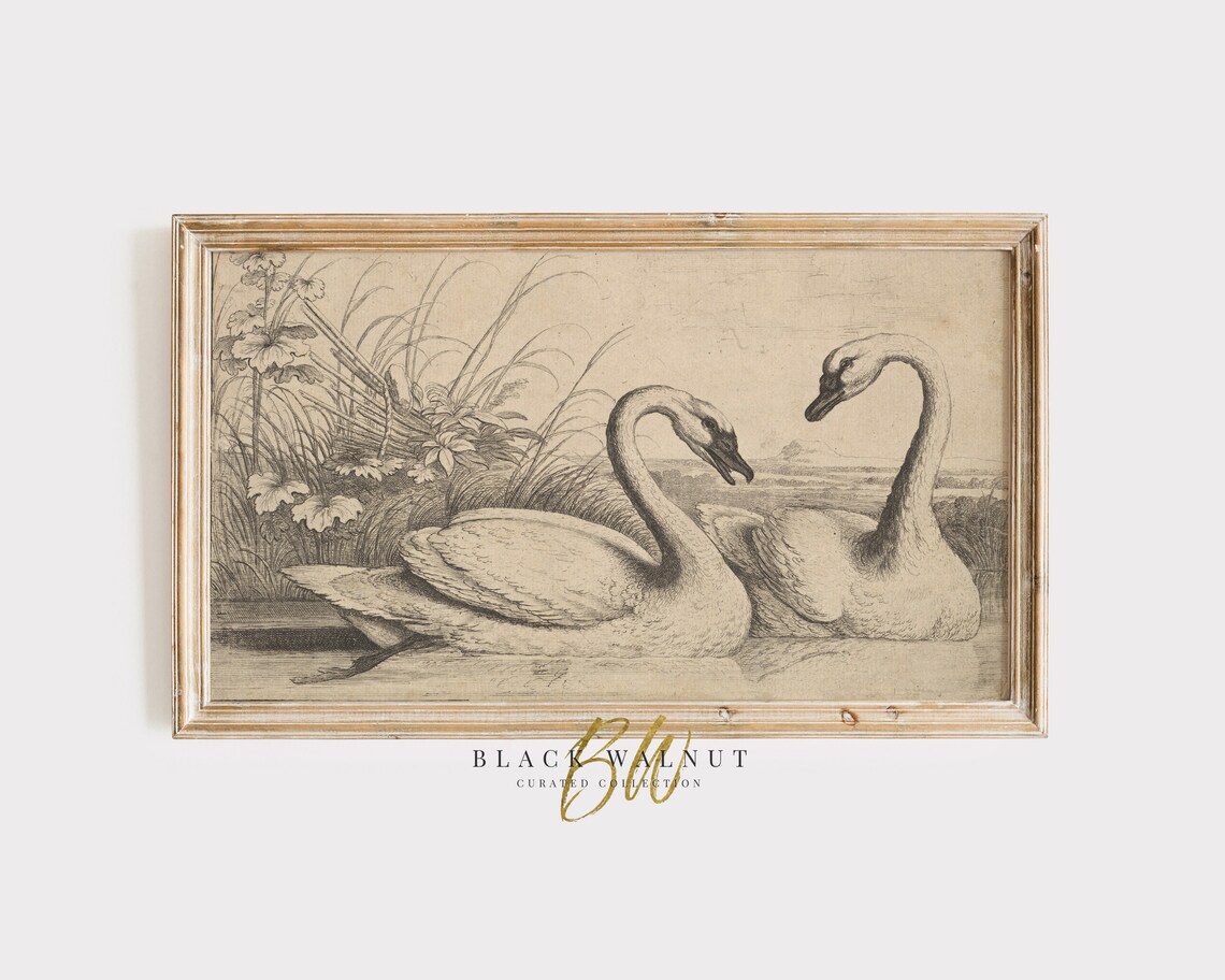 Two Swans In Pond Vintage Pencil Sketch Drawing Elegant Lake Wall Art