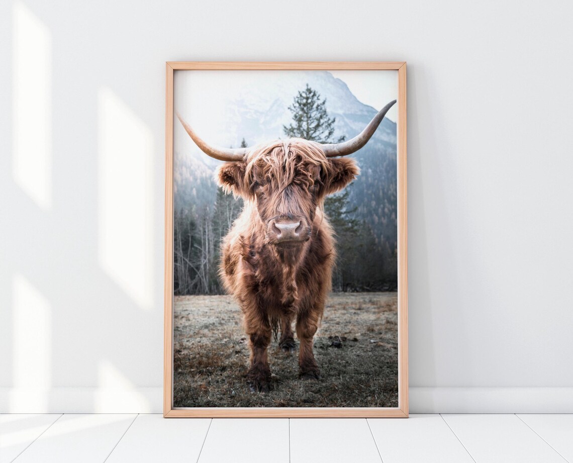 Highland Cow Art Print, Scottish Animal Photography