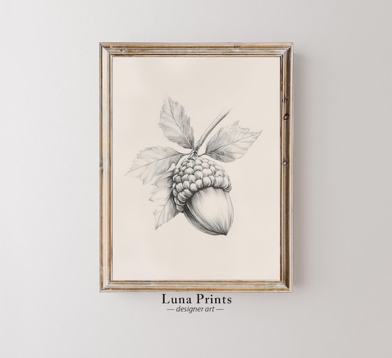 Acorn with Oak Leaves Detailed Pencil Sketch Botanical Wall Art
