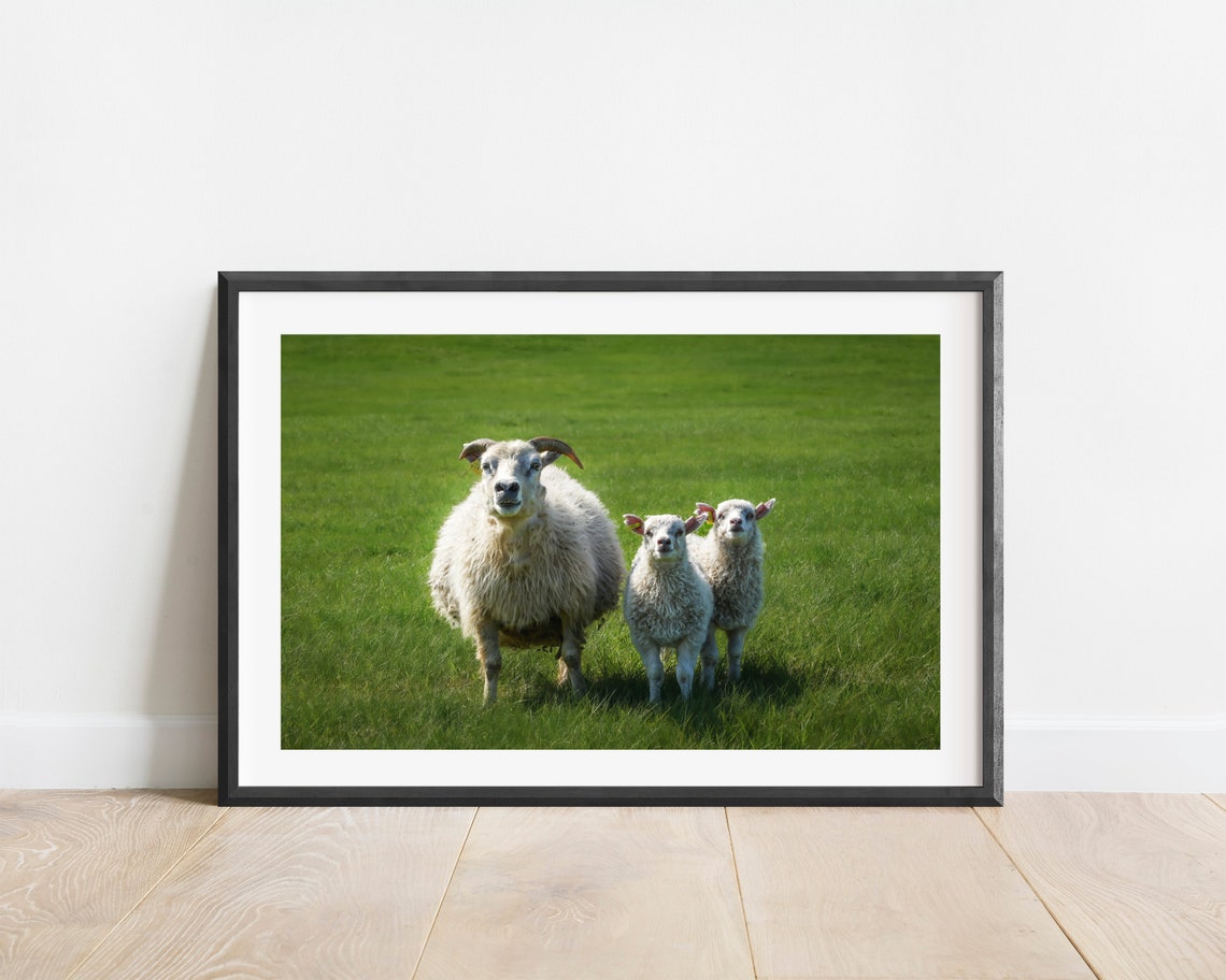 Iceland Farm Sheep Wall Art Print Farmhouse Decor Print Iceland Wildlife Photography Print Farm Animal Photography Print Sheep Poster