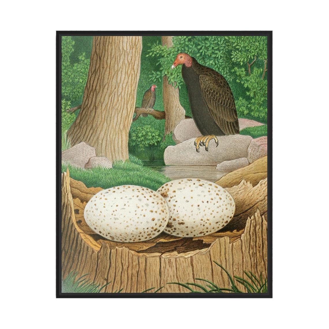 Turkey Vulture Watching Over Two Eggs in a Tree Stump Nature Poster