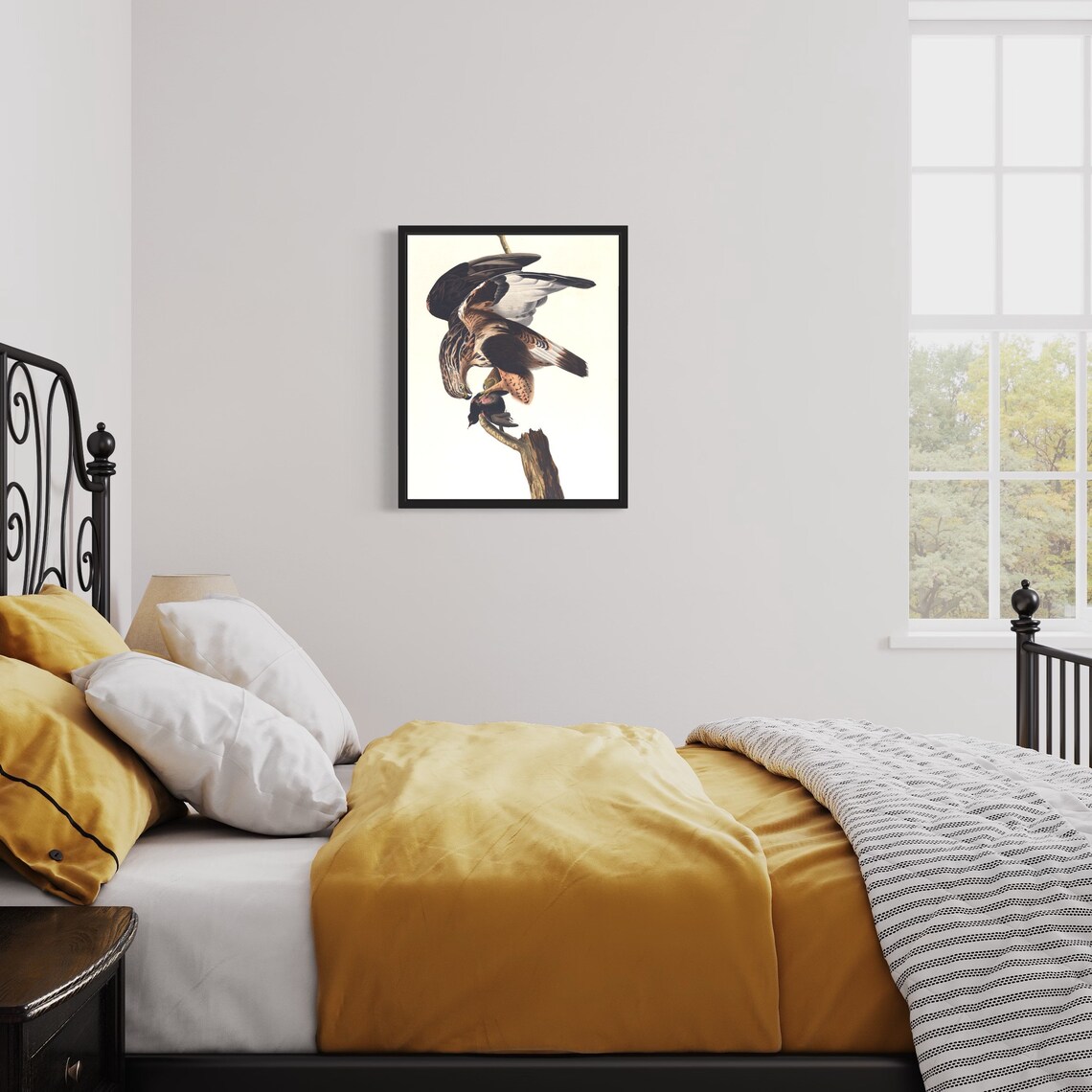 Rough Legged Hawk Mantling Caught Prey Vintage Wildlife Art Print - Image 2