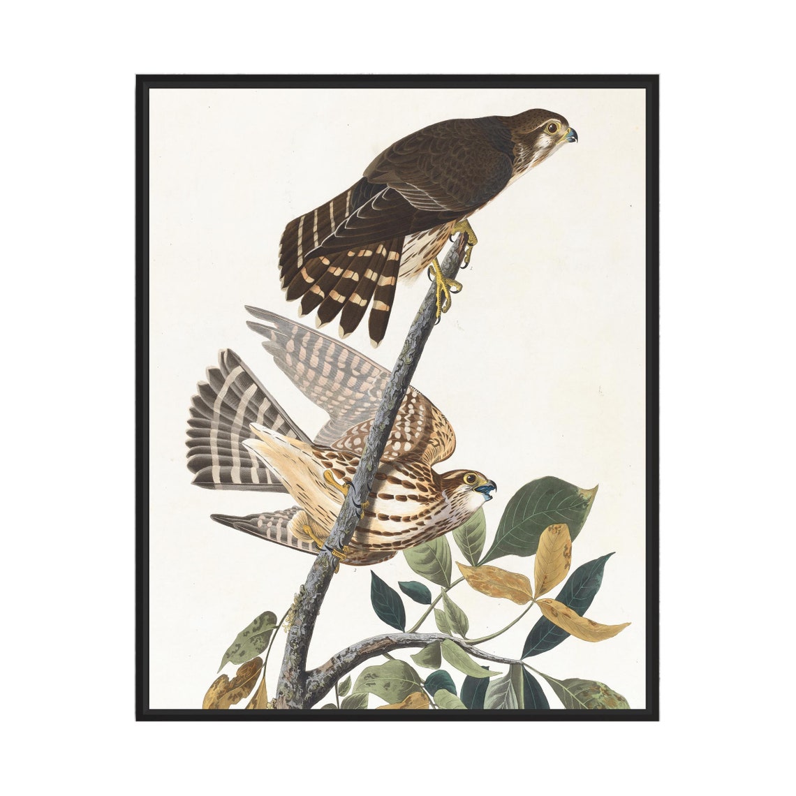 Pigeon Hawk Pair on a Branch by John James Audubon Vintage Bird Poster