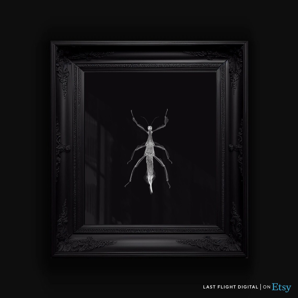 Stick Insect X Ray Art Black Background Entomology Macro Poster - Image 2