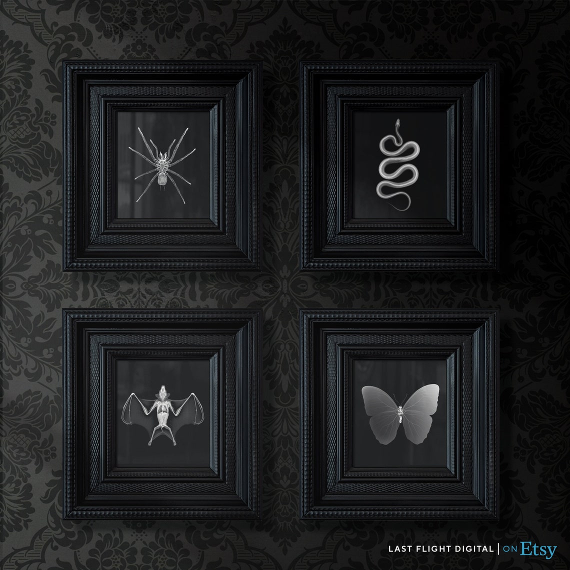 Butterfly X Ray Photography Dramatic Black Background Insect Poster - Image 4