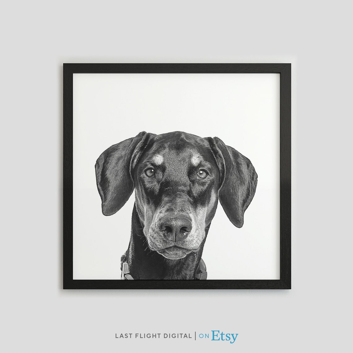 Dobermann Black and White Elegant Studio Portrait Dog Poster