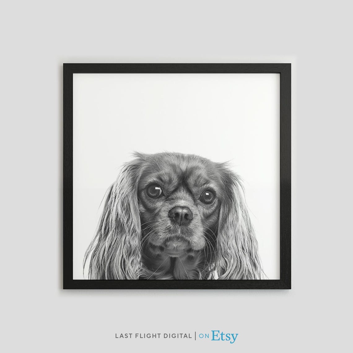 Cavalier King Charles Spaniel Black White Portrait Dog Poster