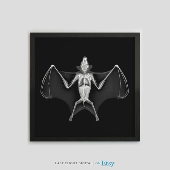 Bat X Ray Print Bat Poster Bat Print Insect Photo Black White Photo Bat Art Insect Xray Gothic Macabre Goth Art Bat Illustration