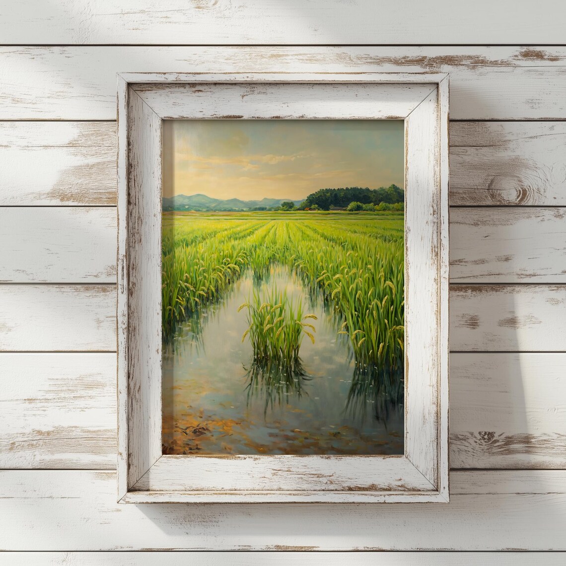 Golden Fields Of Rice, Serene Agricultural Landscape