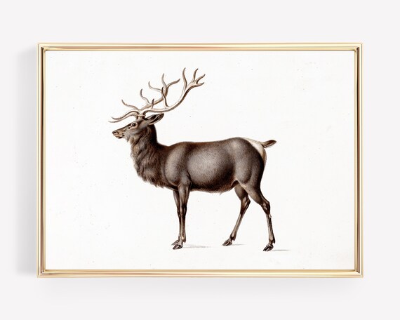 Majestic Stag Red Deer Antlers Vintage Naturalist Christmas Poster