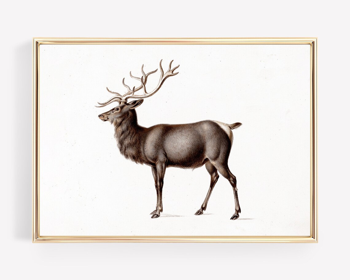 Majestic Stag Red Deer Antlers Vintage Naturalist Christmas Poster