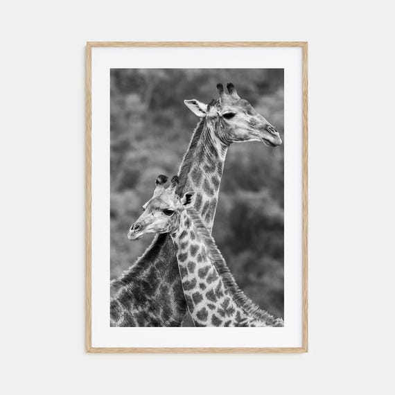 Giraffe Photo Poster Print No 2 Giraffe Black And White Wall Art Giraffe Wall Photography Giraffe Travel Giraffe Map Poster