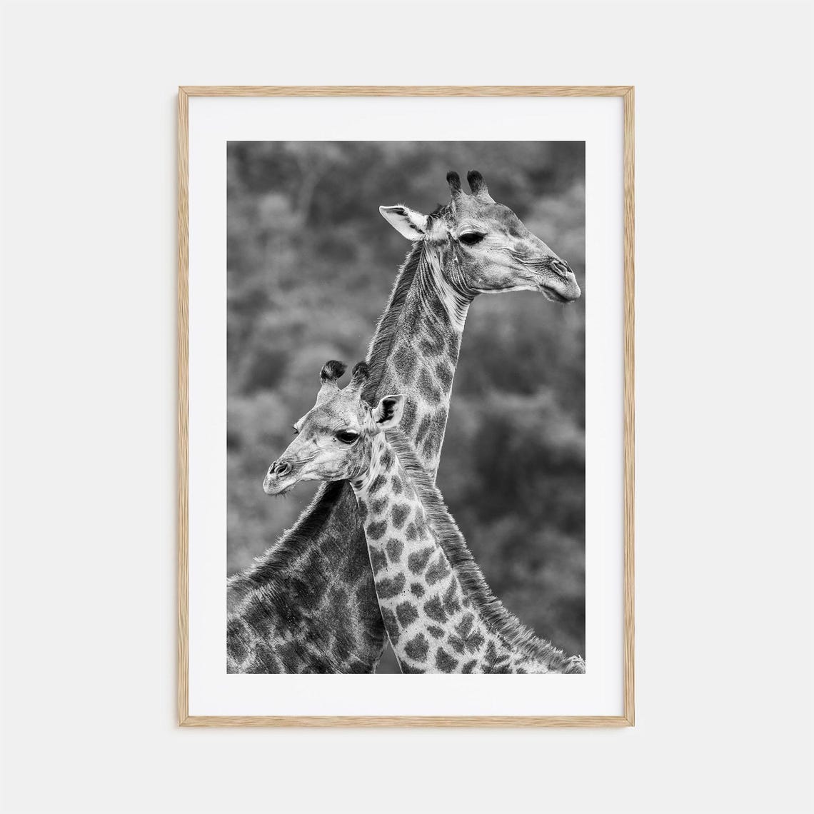 Two Giraffes Portrait Close Up Black and White Wildlife Photo Poster