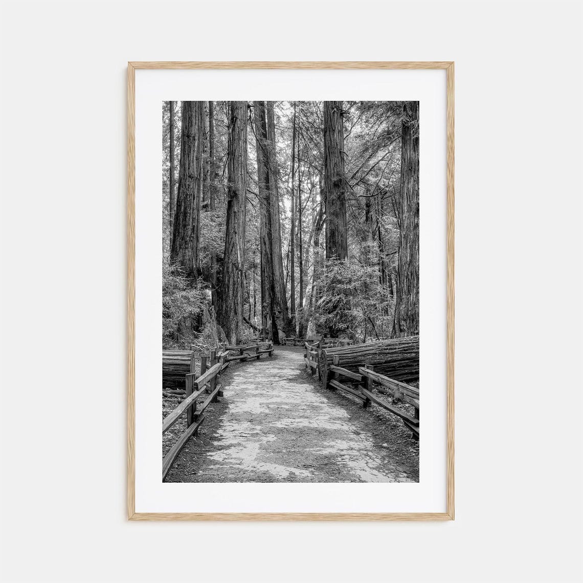Muir Woods Redwood Forest Trail Black And White California Poster