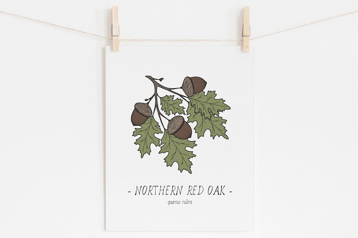 Oak Leaves and Acorn Botanical Art Print - Image 2