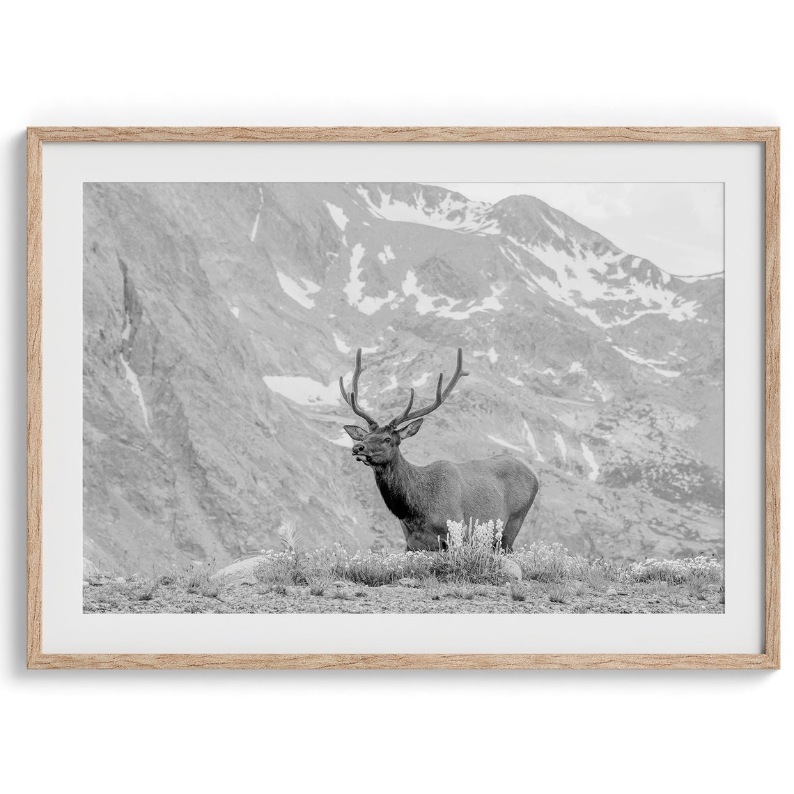 Rocky Mountain Bull Elk Antlers Snowy Peak Meadow Wildlife Poster