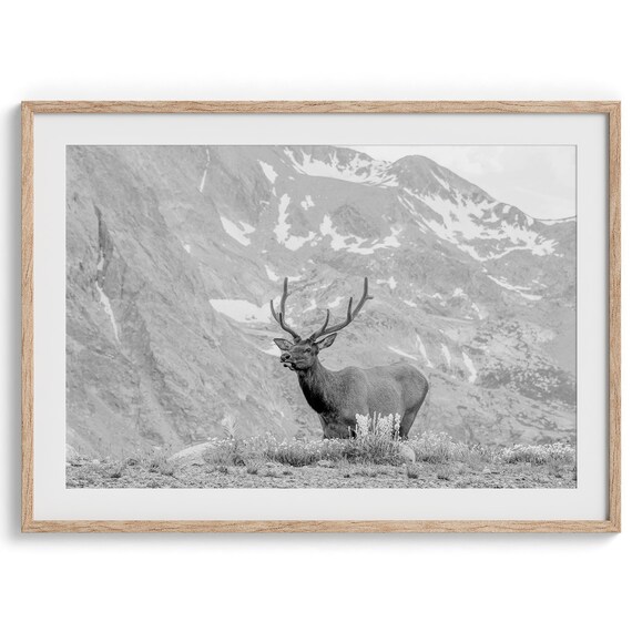Rocky Mountain Bull Elk Antlers Snowy Peak Meadow Wildlife Poster