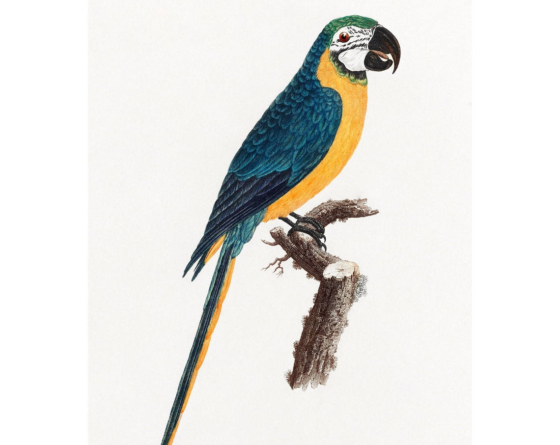 Blue And Yellow Macaw Antique Hand Colored Bird Engraving Poster