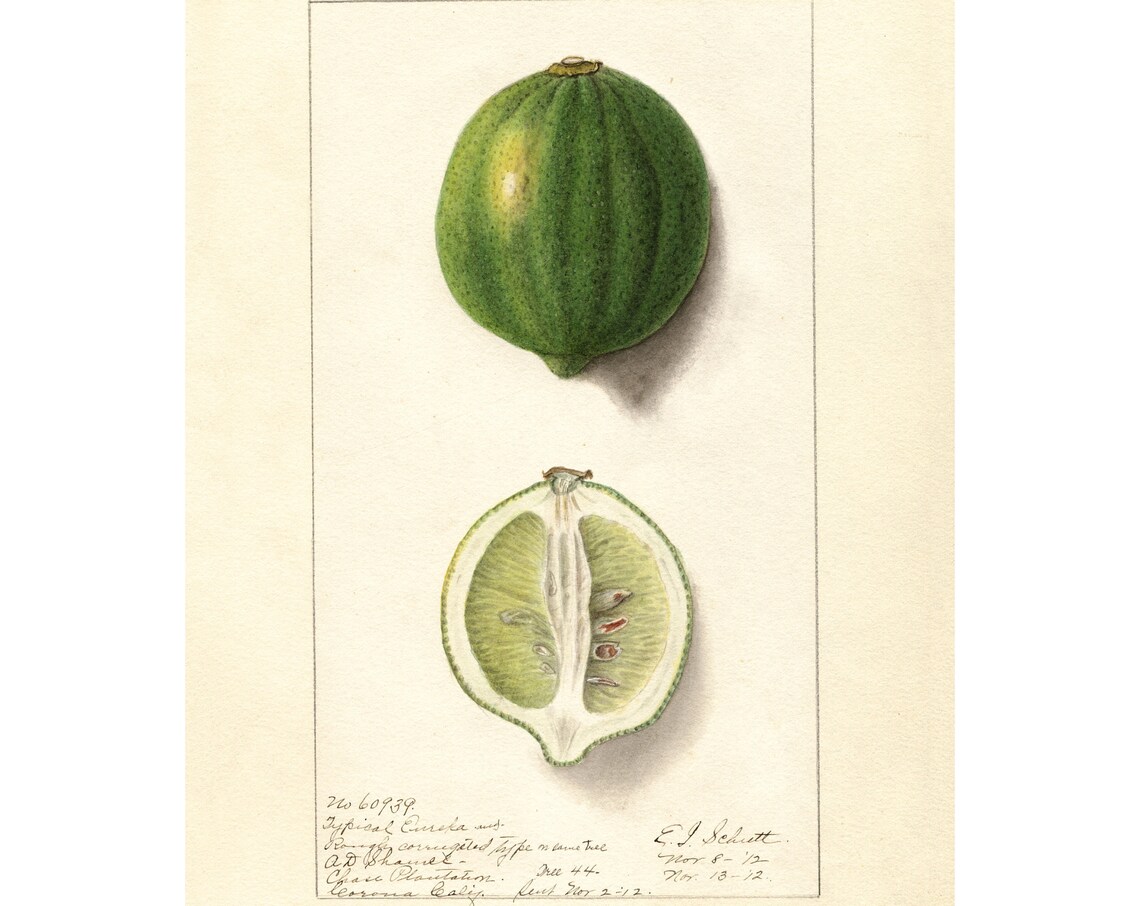 Pomological Watercolor Collection Eureka Lemon C 1886 1916 Giclee Fine Art Print Framedunframedcanvas