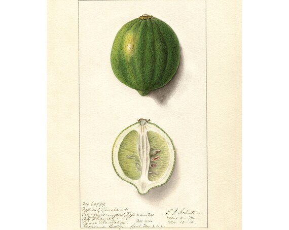 Pomological Watercolor Collection Eureka Lemon C 1886 1916 Giclee Fine Art Print Framedunframedcanvas