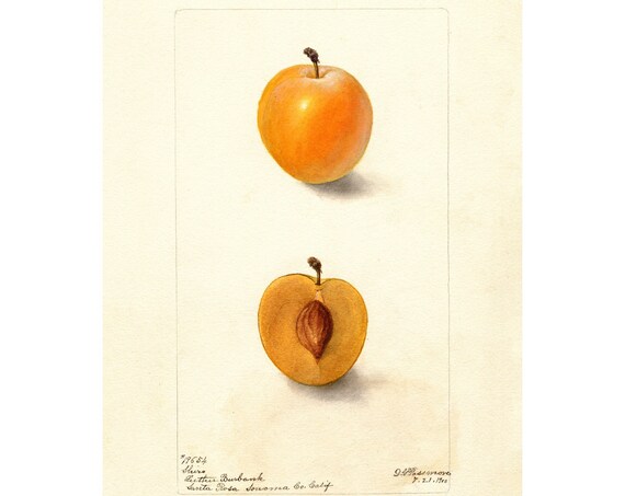 Pomological Watercolor Collection Cherry Plum C 1886 1916 Giclee Fine Art Print Framedunframedcanvas