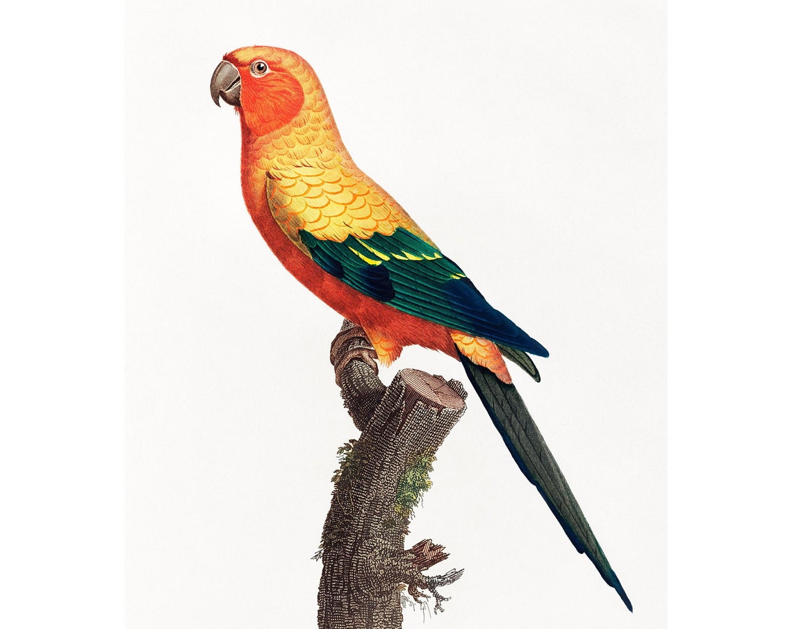 Sun Parakeet Giclee Fine Art Print
