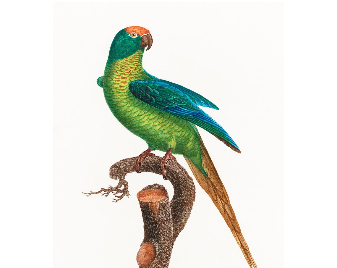 Peach Fronted Parakeet Antique Hand Colored Parrot Engraving Poster