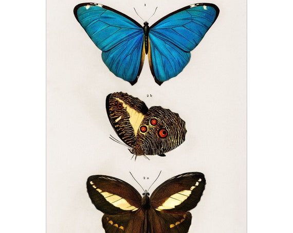 Butterflies 1892 Antique Lithograph By Charles Dessalines D Orbigny Giclee Print Framedunframed