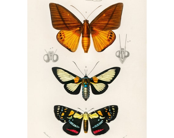 Butterflies 1892 Antique Lithograph By Charles Dessalines D Orbigny Giclee Print Framedunframed
