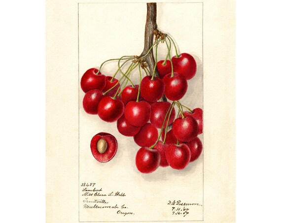 Pomological Watercolor Collection Cherry C 1886 1916 Giclee Fine Art Print Framedunframedcanvas